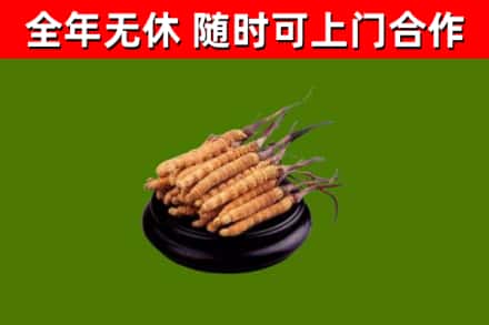 玉环市烟酒回收冬虫夏草.jpg